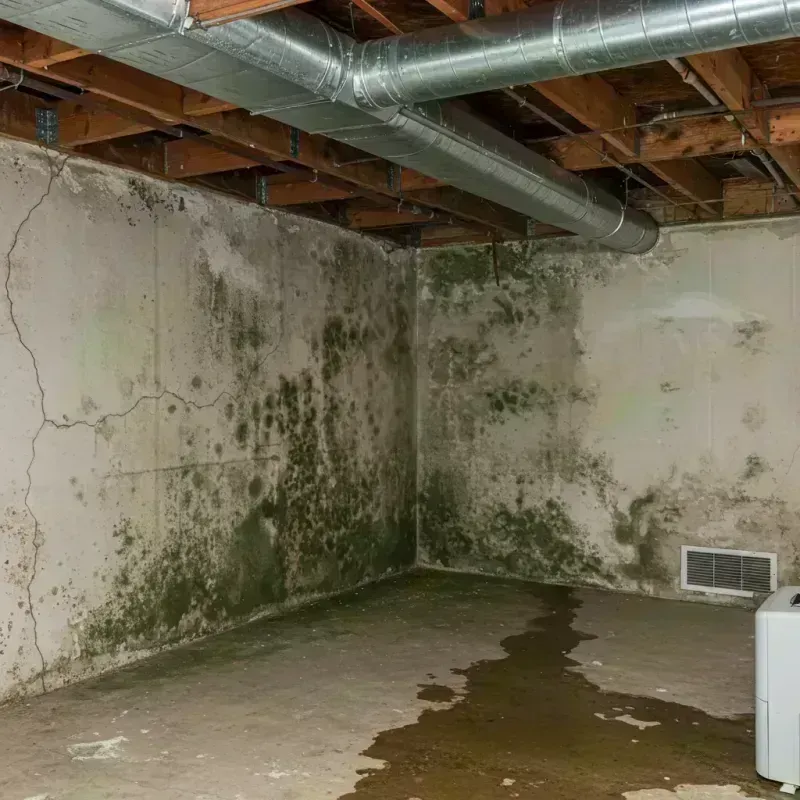 Professional Mold Removal in Woodcreek, TX